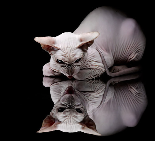 猩红归来，法拉利的复兴序章与那惊世一击