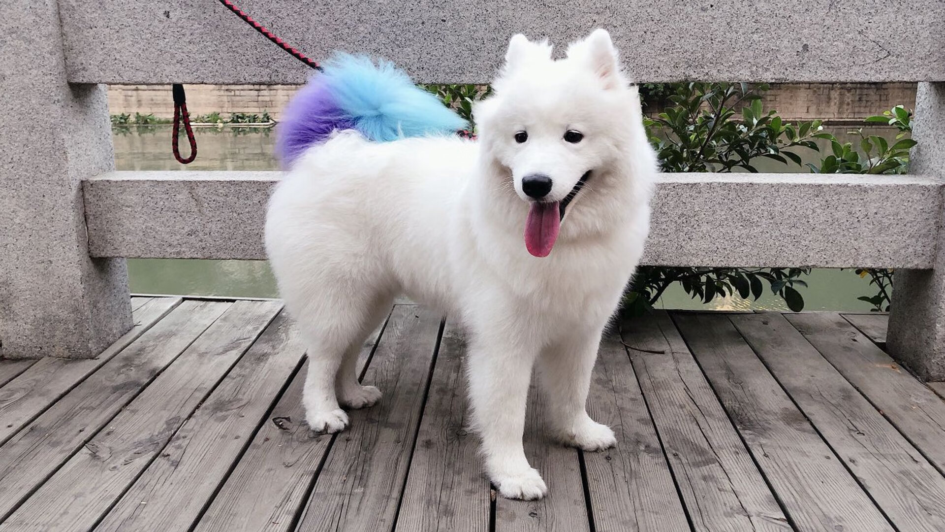 戴维斯杯完胜年终总决赛，德约科维奇用国家荣誉点亮领袖之光