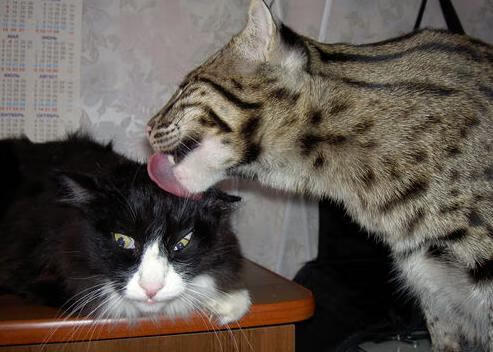 爱游戏在线-一场不可能的胜利，当哥斯达黎加遇上罗马，马丁内利改写历史