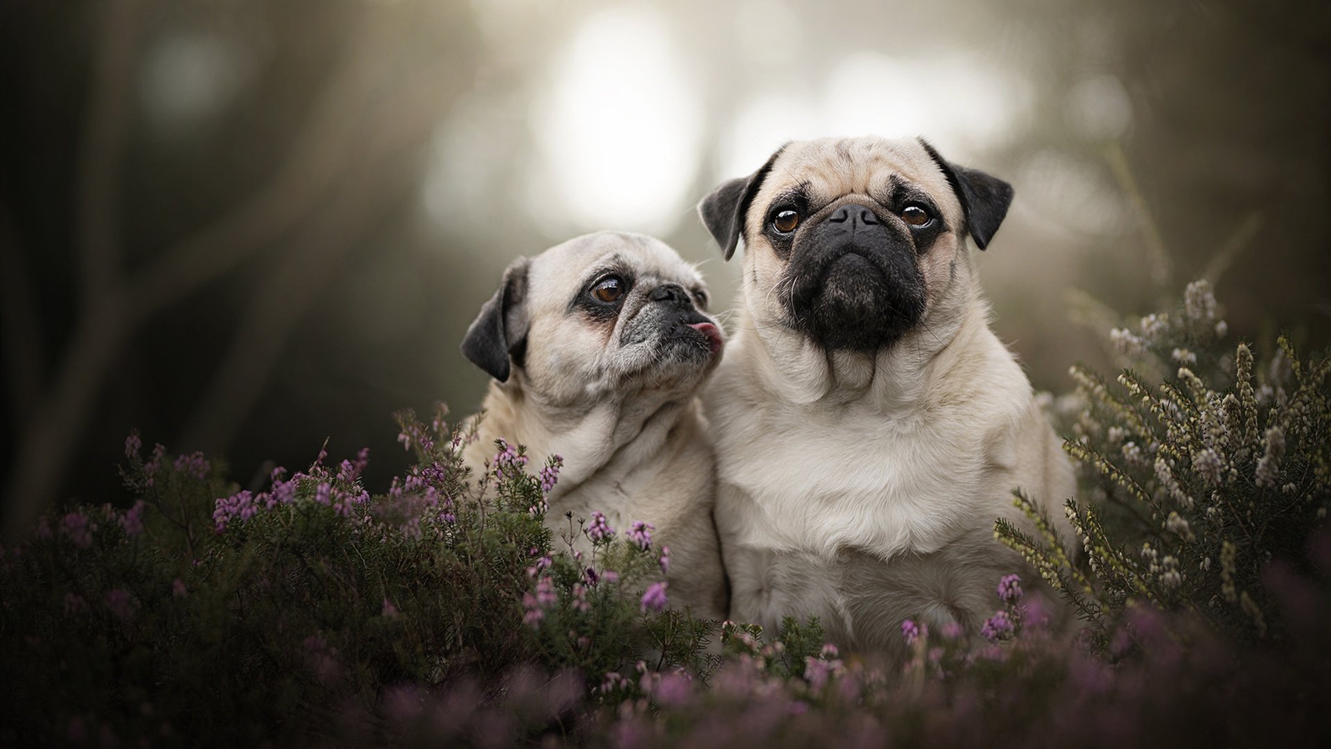 决定性瞬间的唯一性，从马里巷战到东决赛场