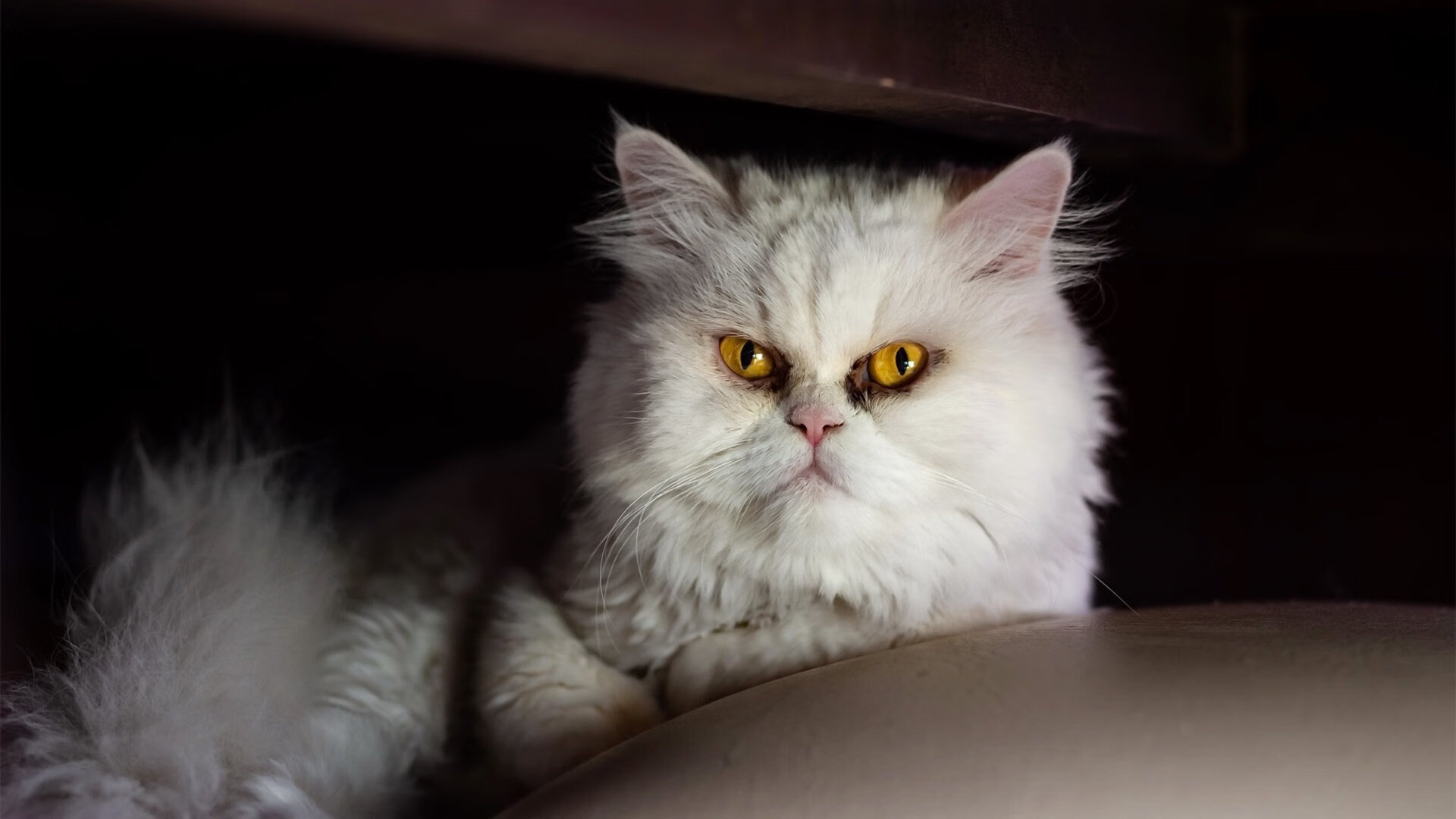 爱游戏-F1街道赛之夜，当城市脉搏成为赛道，哈利伯顿在寂静中掌控全场雷鸣