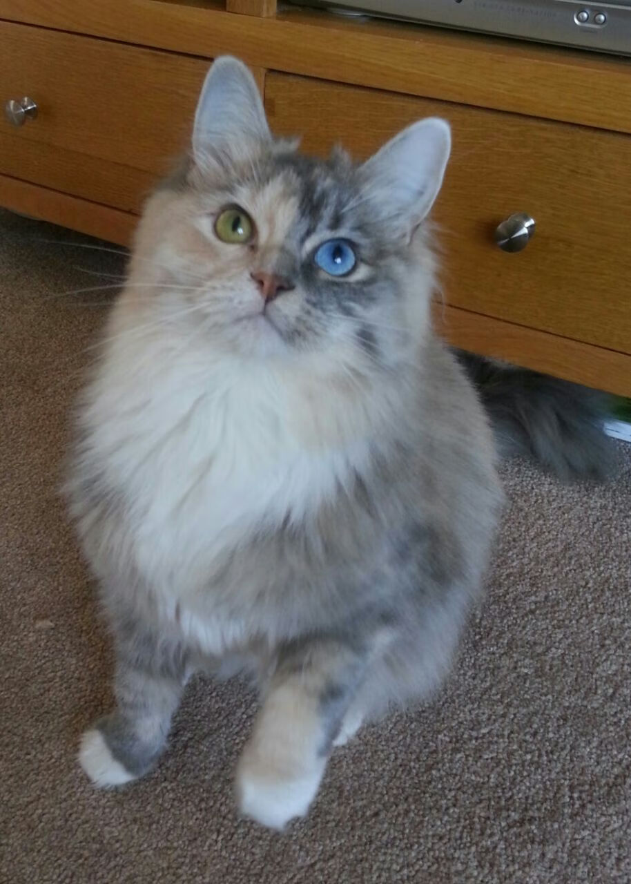 巴斯托尼节奏完全掌控,法国队轻松拿下加拿大,一场战术革新的胜利