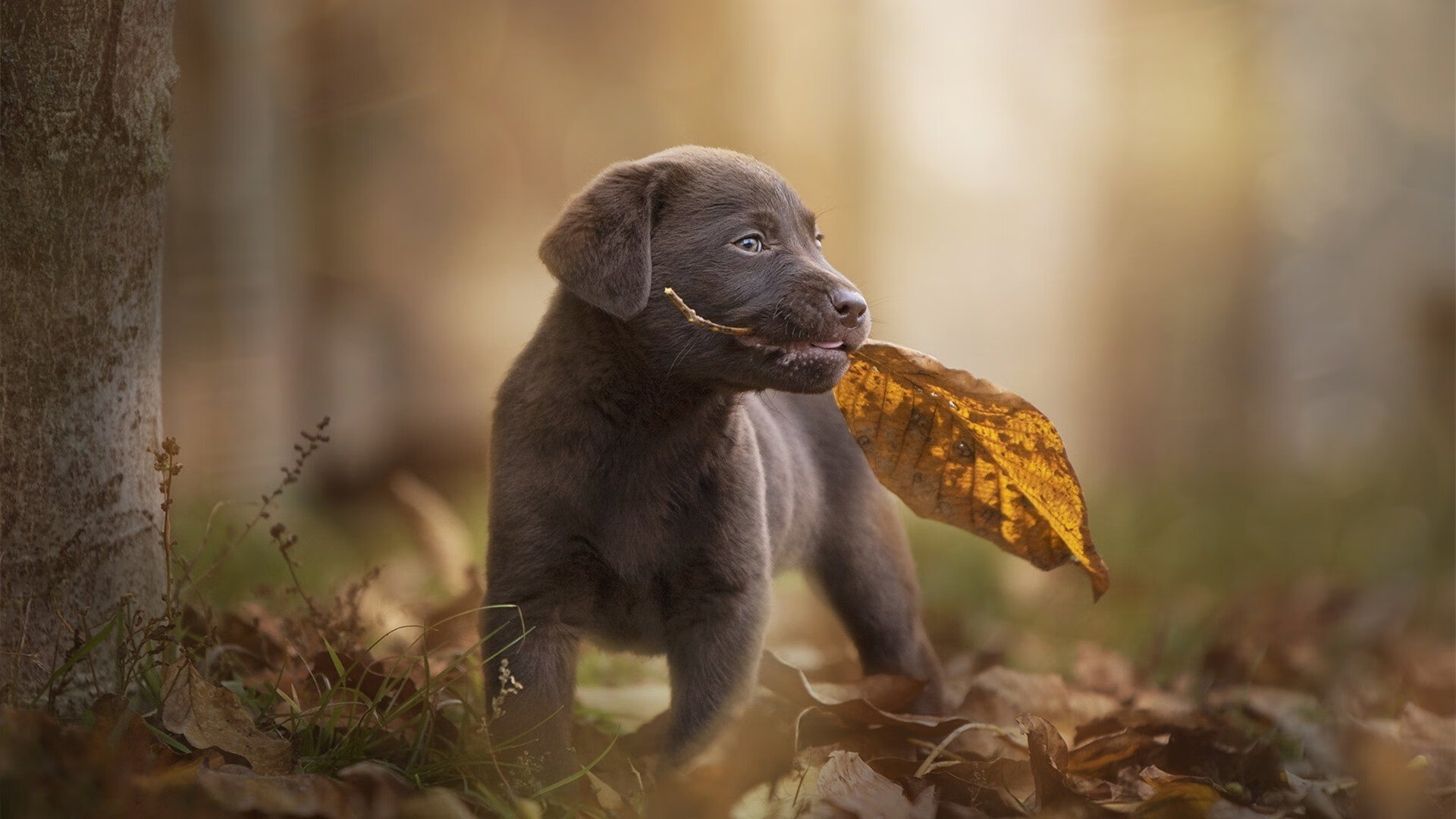 当最锋利的长矛遇到最聪明的盾，特奥的高能输出与澳大利亚的节奏魔法