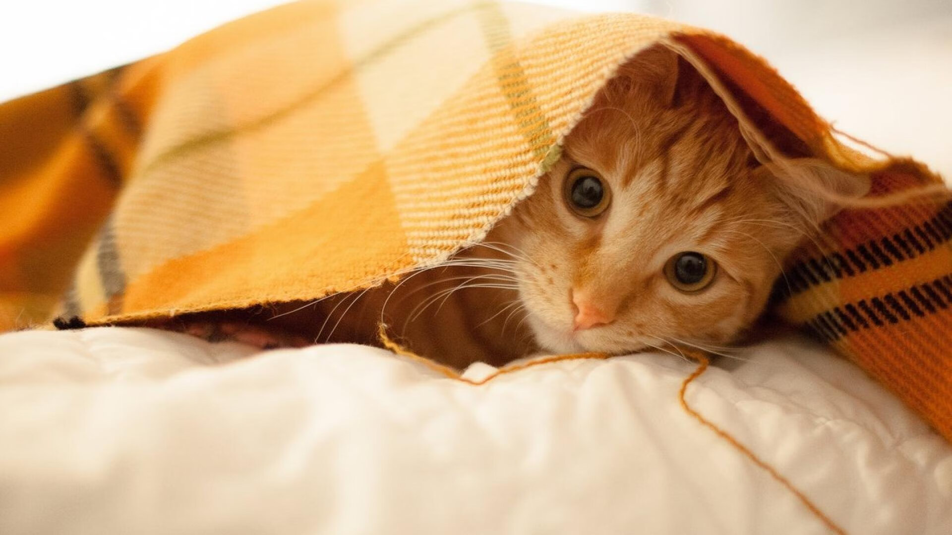 爱游戏在线-星月与红白的十字路口，当土耳其足球的灵魂在福登脚下苏醒