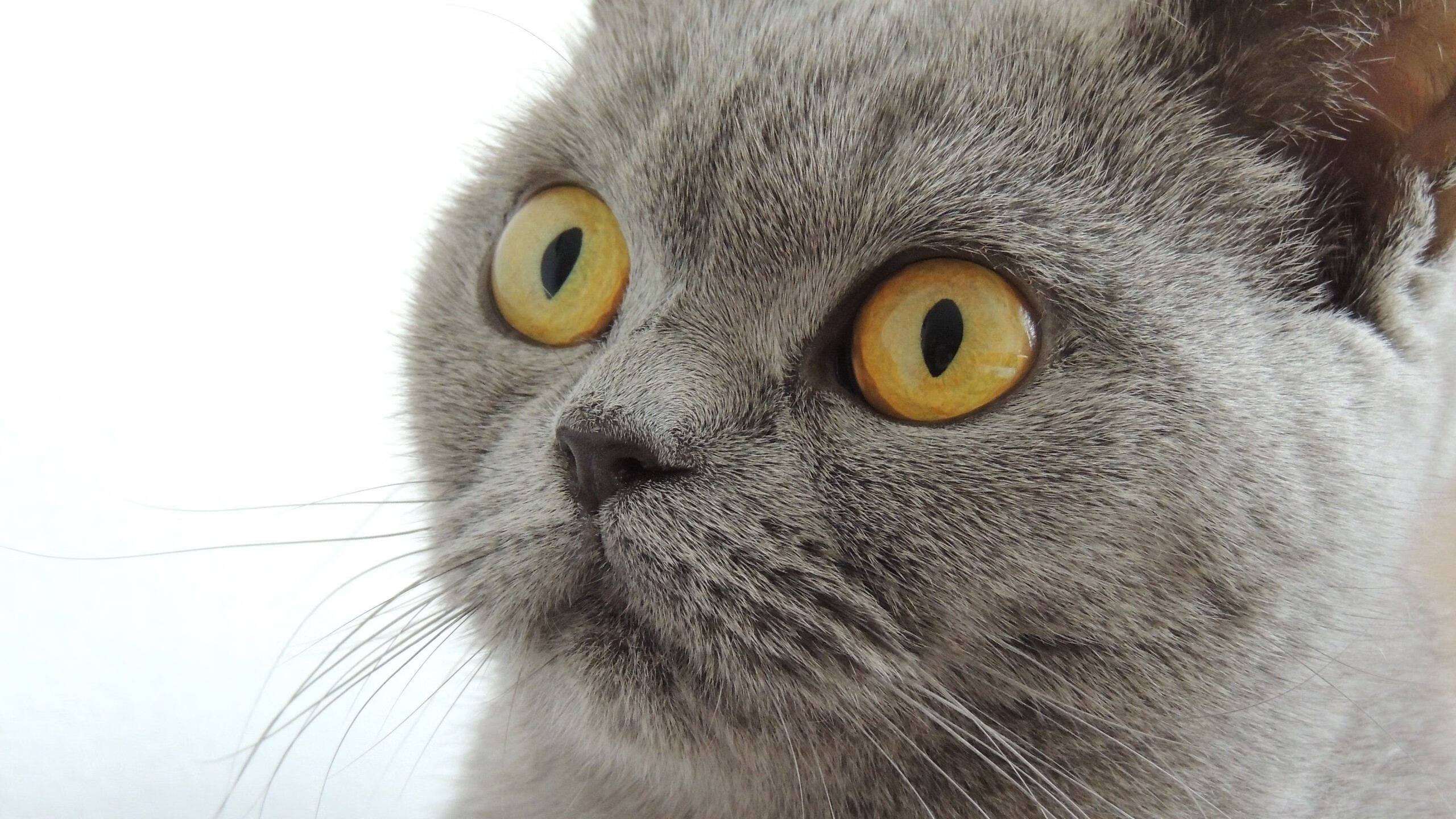 北非之剑出鞘，奥利维耶的罗马之路，阿尔及利亚的荣耀征途