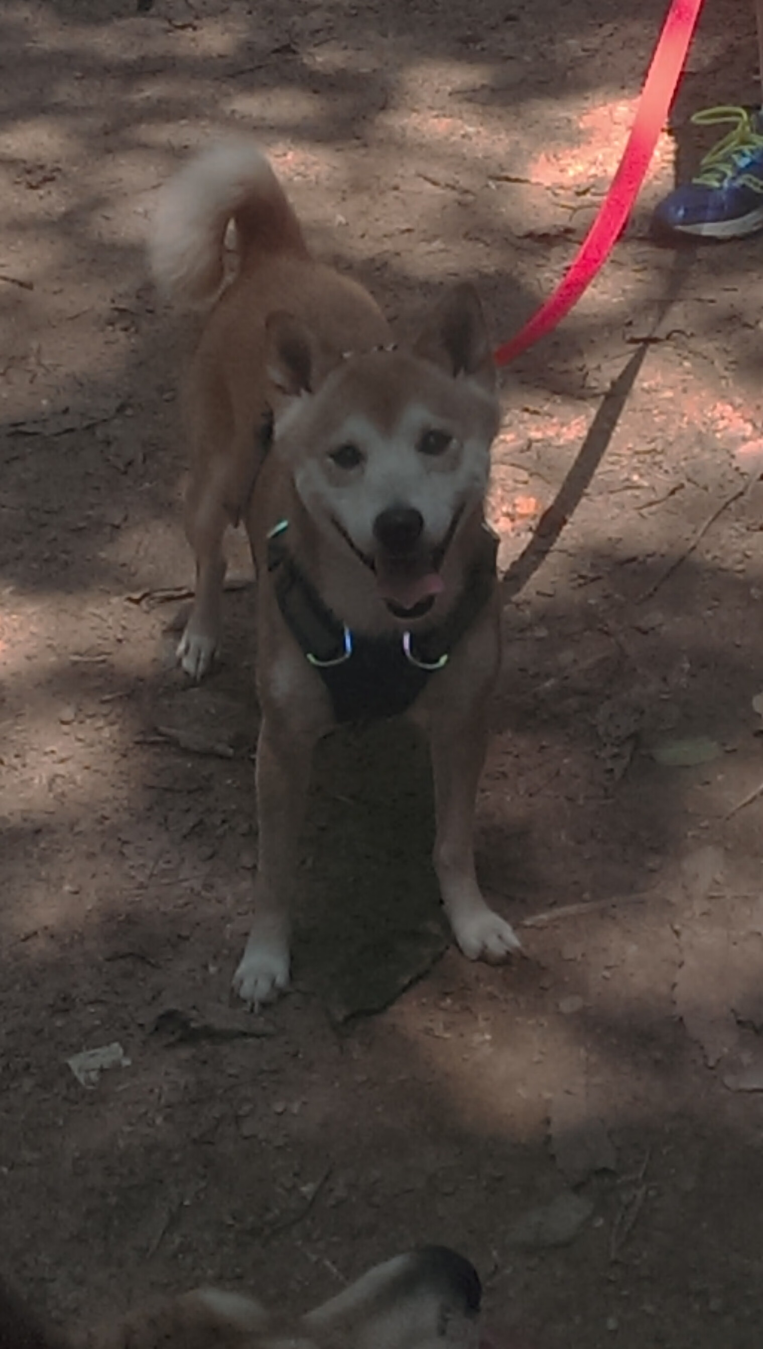 当国王南下，贝恩如何成为广东王朝的关键先生