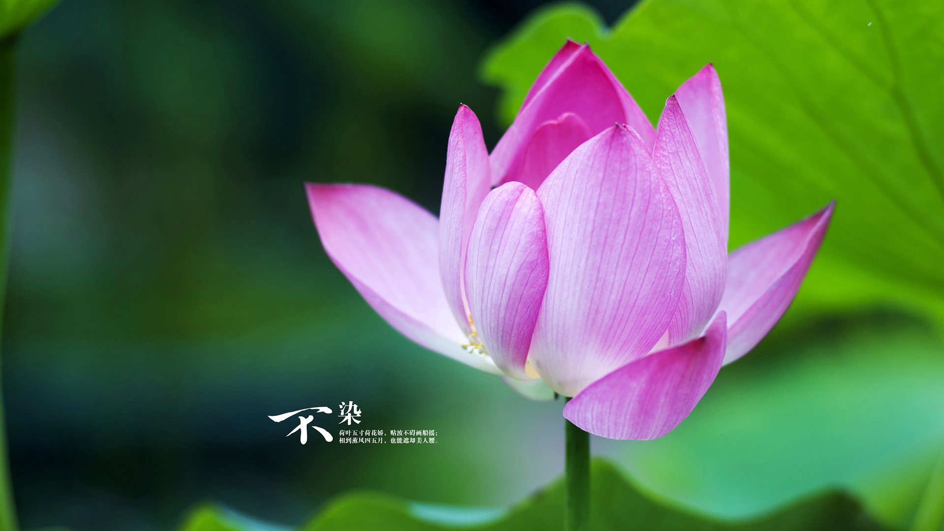 贝林厄姆利刃出鞘！安哥拉轻取秘鲁，进攻端展现无解统治力