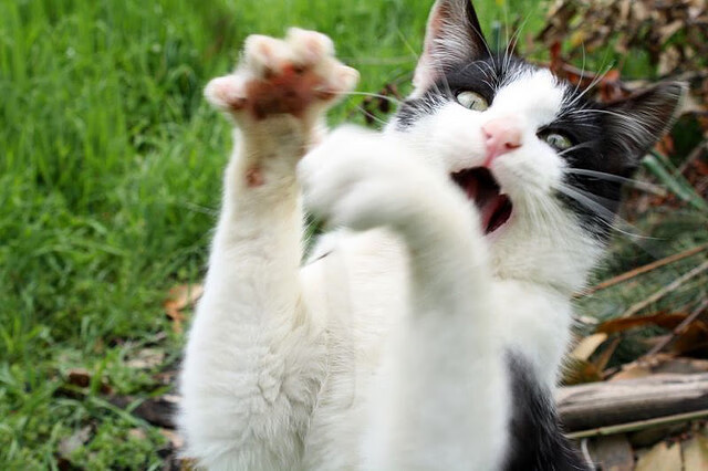 铁闸封天，范戴克以一座移动堡垒的姿态，制霸安菲尔德之夜