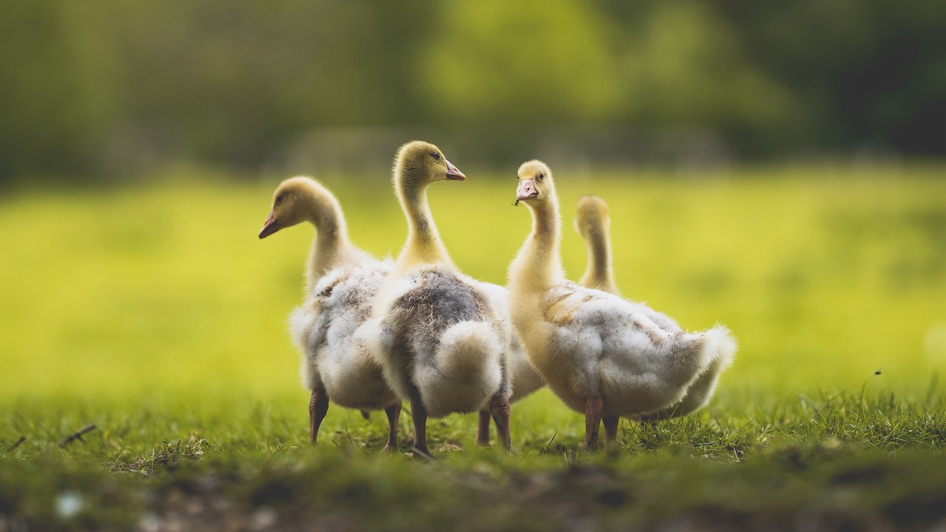 新奥斯曼之怒，从地缘棋盘到绿茵战场，孤胆英雄的终极接管